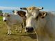 Carmagnola 38^ Mostra provinciale dei bovini di razza Piemontese