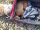 Il povero pitbull trovato nel parco Stura