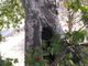 Abbattuto un platano nel giardino Guglielminetti
