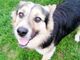 Rino, piccantino mix Border-Husky di 2 anni, cerca un nuovo padrone