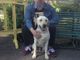 Persona cieca con cane guida cacciata dall'Asl a Torino: l'oculista chiede scusa