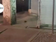 Invasione di topi in piazza IV marzo: oggi scatta la &quot;caccia&quot; ai ratti nel centro di Torino [VIDEO]