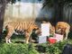 Al bioparco Zoom grande festa per il compleanno delle tigri