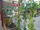 Vigne-TO, a Nizza Millefonti la prima vigna urbana (VIDEO)