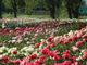 A Carmagnola torna l'appuntamento con “Peonie in fiore”