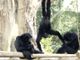 Al bioparco ZOOM Torino grande festa nella famiglia di Siamanghi