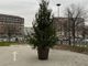 Addio &quot;BassOtto&quot;: sostituito l'albero di Natale in piazza Carducci