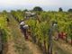 lavoratore agricolo