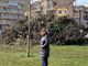 Odissea alberi a Nichelino, più di 600 le piante malate e da abbattere