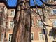 Collegno, necessario l'abbattimento di 22 alberi malati