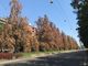 Alberi con foglie gialle lungo un corso di Torino