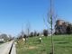 Piantati a Torino 260 alberi