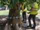 Attenzioni e cure straordinarie per gli alberi del giardino Lamarmora di via Cernaia