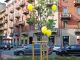 Corso Belgio in verde con “Regala un albero alla tua città”