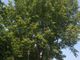 A Torino si contano sempre più alberi: lo dice il bilancio arboreo