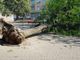 Campidoglio, grosso albero cade per il vento nei giardini “Dispersi sul fronte russo”: tragedia sfiorata (FOTO)