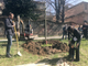 Un albero per festeggiare il compleanno della figlia della sindaca Appendino