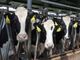 Confagricoltura: &quot;La filiera agroalimentare piemontese lavora a pieno ritmo&quot;