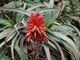 Aloe Arborescens: la ricetta di Padre Zago per la cura di diverse malattie