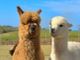 La prima fattoria di Alpaca di Torino ha bisogno di fondi: parte il crowdfunding per sostenere la crescita della struttura