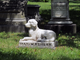 A Torino un cimitero per animali: sarà il primo in città
