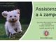 Aiutare gli animali delle persone positive al Covid: Moncalieri apre l'assistenza a 4 zampe