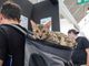 Quattrozampeinfiera torna a Torino: due giorni di eventi per gli amanti di cani e gatti