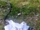 biacco liberato dal canc di grugliasco