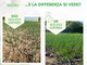 Orto: trattamento del terreno con &quot;Biochar BioDea&quot; e &quot;Distillato di Legno BioDea&quot;
