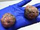 Polpette-killer con chiodi a Parella, attenzione ai cani