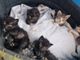Nichelino vince un bando di 15 mila euro per aiutare i gatti delle colonie feline