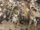 Buttigliera Alta: visite guidate all'opera di Giacomo Jaquerio