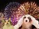 Tavolo Animali &amp; Ambiente lancia l'appello contro i botti di Capodanno