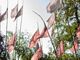 All'Orto Botanico, una mostra sui licheni che abitano le architetture di Torino