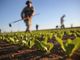 Formazione dei giovani agricoltori, aperte le iscrizioni al corso regionale di 150 ore