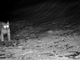 Lince avvistata al Parco del Gran Paradiso: &quot;catturata&quot; di nuovo dall'occhio della fototrappola