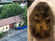 Stop alle ruspe in via Druento: si mettono in salvo ricci e animali selvatici