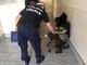 Cucciolo di boxer salvato dalla polizia a Nichelino e riconsegnato al proprietario