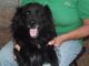 Tre cani in cerca di famiglia dal canile di Chivasso