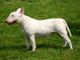 Addestratore di 26 anni sbranato da un bull terrier a Monteu da Po. &quot;I cani erano la sua vita. E' incredibile&quot;