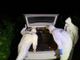 Giallo a Torino, nell'auto in collina il corpo di un uomo con cinque colpi di pistola alla tempia [FOTO e VIDEO]