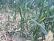 Siccità, già oltre 30 milioni il conto per l’agricoltura torinese: più colpito il mais Siccità, già oltre 30 milioni il conto per l’agricoltura torinese: più colpito il mais