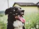 cane - foto d'archivio