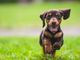 &quot;Conosci il tuo cane&quot;, percorso formativo per proprietari a cura del dipartimento di prevenzione dell'Asl Città di Torino
