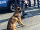 cane antidroga - foto di archivio