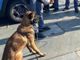 cane antidroga - foto di archivio