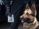 cane antidroga - foto di archivio