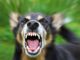 &quot;Non mi fate passare&quot; e aggredisce con il cane una coppia di sessantenni