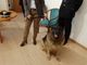 cane pastore tedesco con due persone