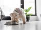 Intolleranze alimentari nei cani: identificazione e strategie nutrizionali